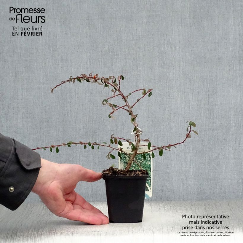 Exemplar von Cotoneaster suecicus Skogholm - Zwergmispel Kleine Töpfe von 8/9 cm wie im Winter geliefert