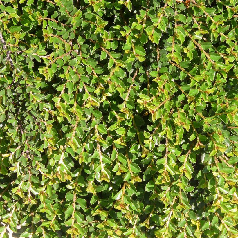 Cotoneaster adpressus - Zwergmispel (Foliage)
