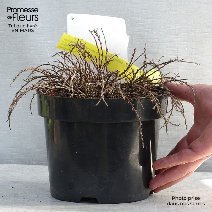 Exemplar von Cotoneaster adpressus Little Gem - Zwergmispel Topf mit 2L/3L wie im Winter geliefert