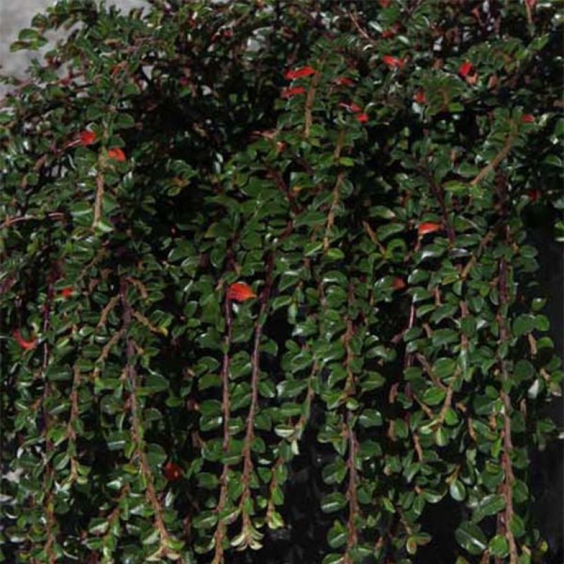 Cotoneaster adpressus Little Gem - Zwergmispel (Foliage)