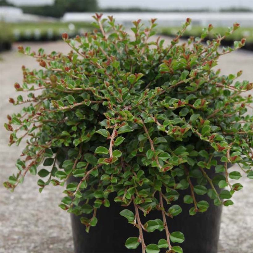 Cotoneaster adpressus Little Gem - Zwergmispel (Plant habit)