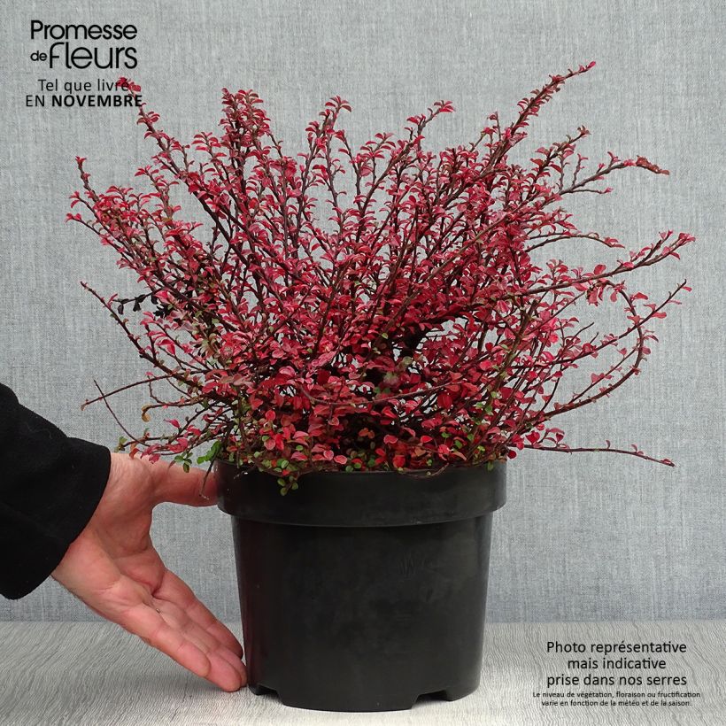 Example of Cotoneaster adpressus Little Gem - Zwergmispel Topf mit 2L/3L as you get in automne