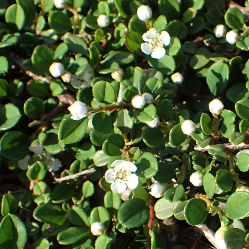 Cotoneaster congestus - Zwergmispel (Flowering)