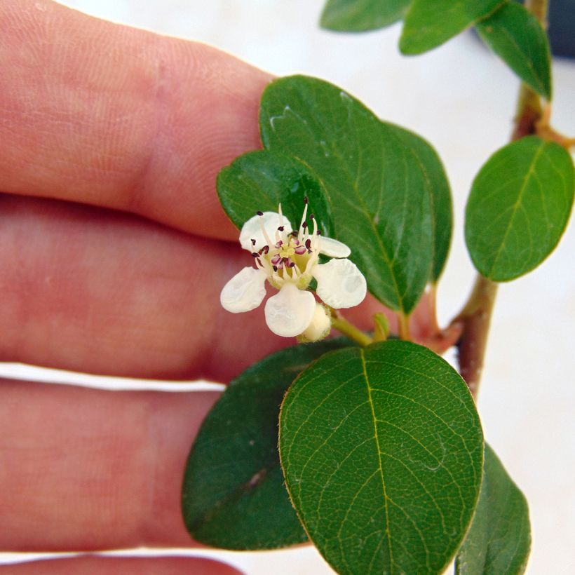 Cotoneaster dammeri - Teppich-Zwergmispel (Flowering)