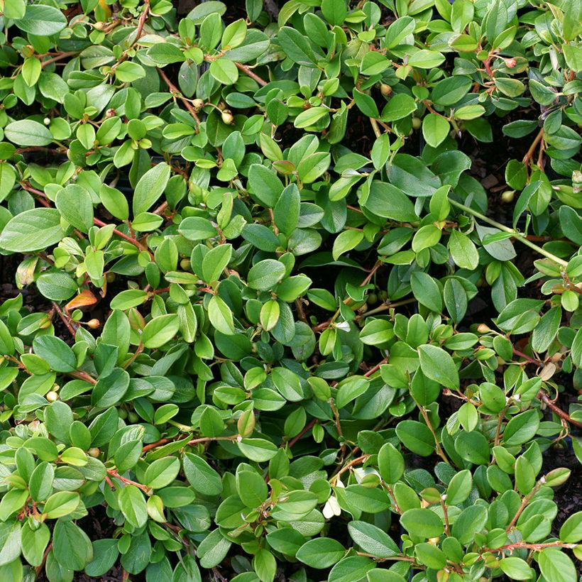 Cotoneaster dammeri - Teppich-Zwergmispel (Foliage)