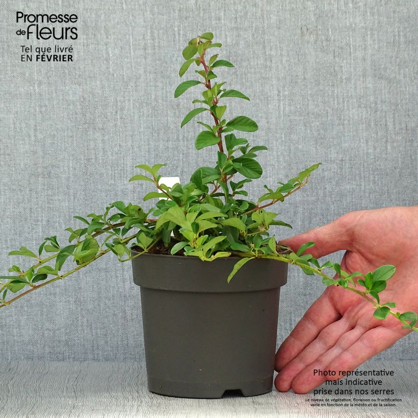 Example of Cotoneaster dammeri - Teppich-Zwergmispel Topf mit 1L/1,5L as you get in automne