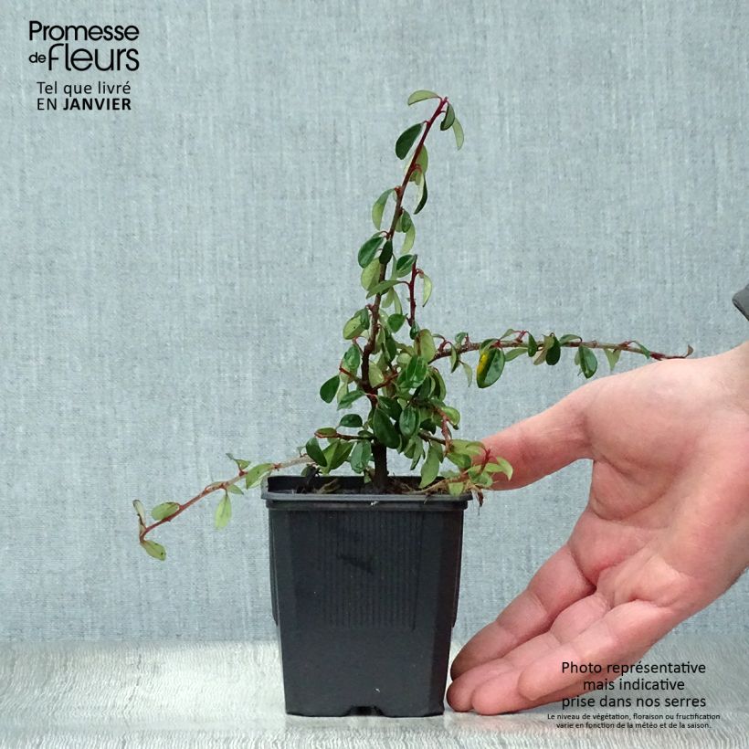 Exemplar von Cotoneaster dammeri Eichholz - Teppich-Zwergmispel Kleine Töpfe von 8/9 cm wie im Winter geliefert