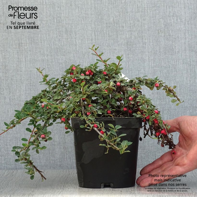Example of Cotoneaster dammeri Evergreen - Teppich-Zwergmispel Topf mit 2L/3L as you get in automne