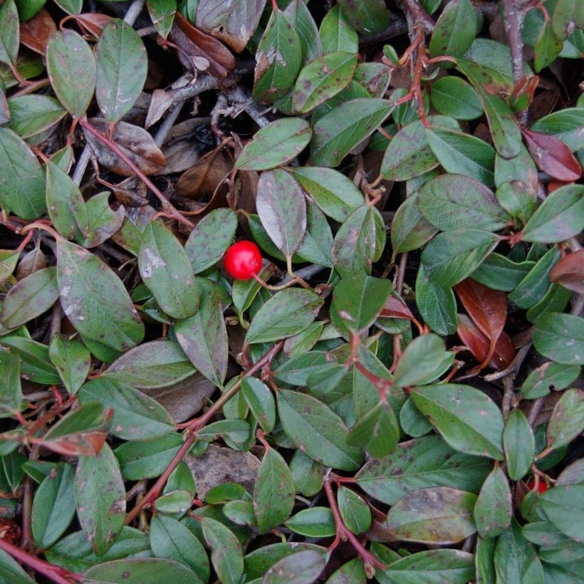 Cotoneaster dammeri Major - Teppich-Zwergmispel (Foliage)