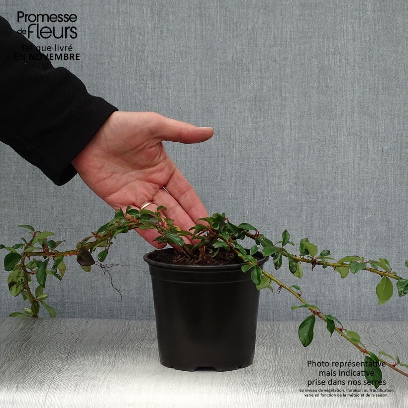 Example of Cotoneaster dammeri Major - Teppich-Zwergmispel Topf mit 1L/1,5L as you get in automne