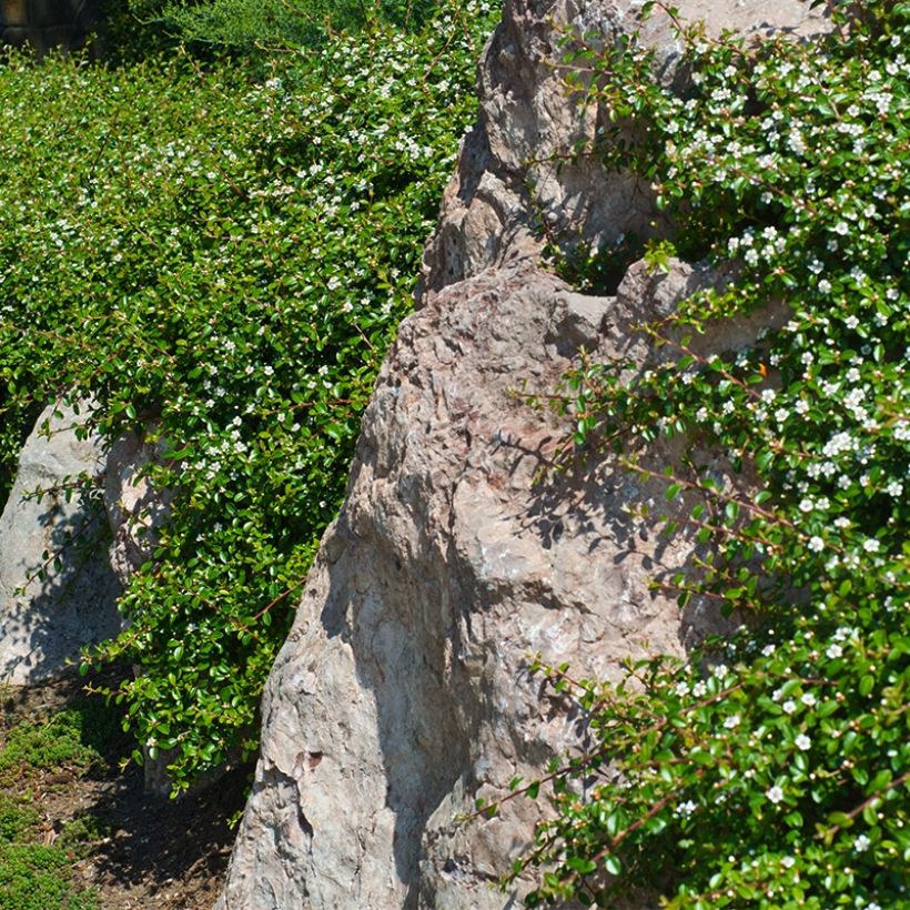 Cotoneaster dammeri Miranda - Teppich-Zwergmispel (Plant habit)