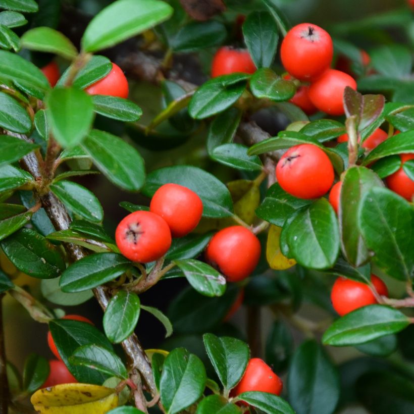 Cotoneaster dammeri Royal Carpet - Teppich-Zwergmispel (Harvest)