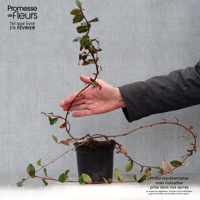 Exemplar von Cotoneaster dammeri Schoon - Teppich-Zwergmispel Topf mit 1L/1,5L wie im Winter geliefert