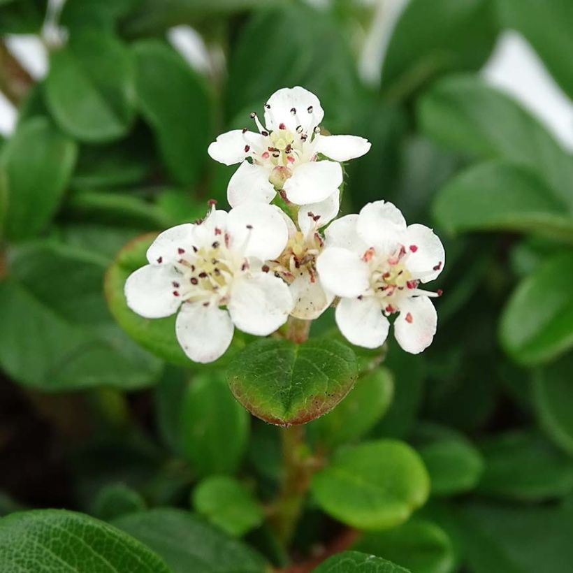 Cotoneaster dammeri Schoon - Teppich-Zwergmispel (Flowering)