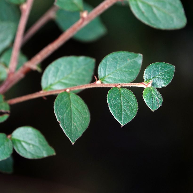 Cotoneaster dielsianus var. elegans - Zwergmispel (Foliage)