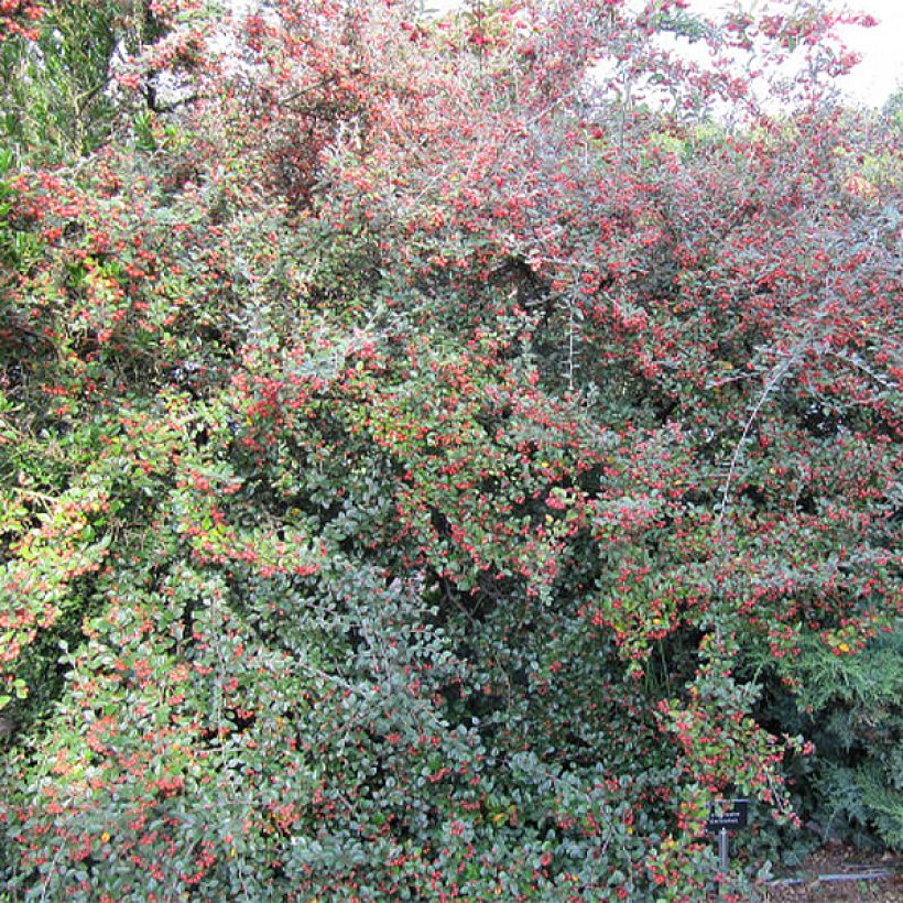 Cotoneaster dielsianus var. elegans - Zwergmispel (Plant habit)