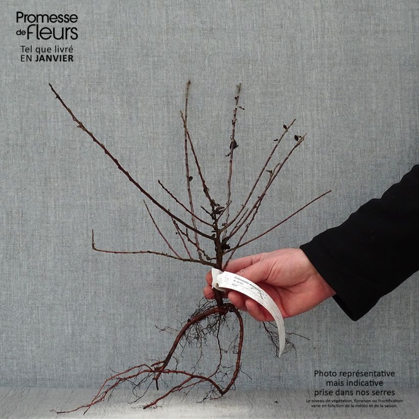 Example of Cotoneaster divaricatus - Zwergmispel Wurzelnackt as you get in hiver