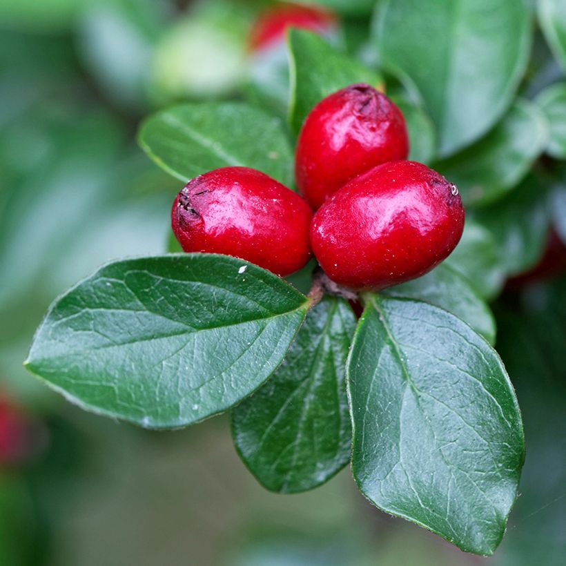Cotoneaster divaricatus - Zwergmispel (Harvest)