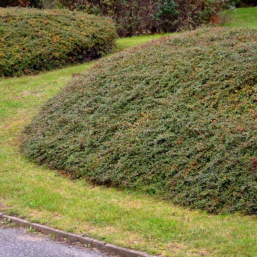 Cotoneaster divaricatus - Zwergmispel (Plant habit)