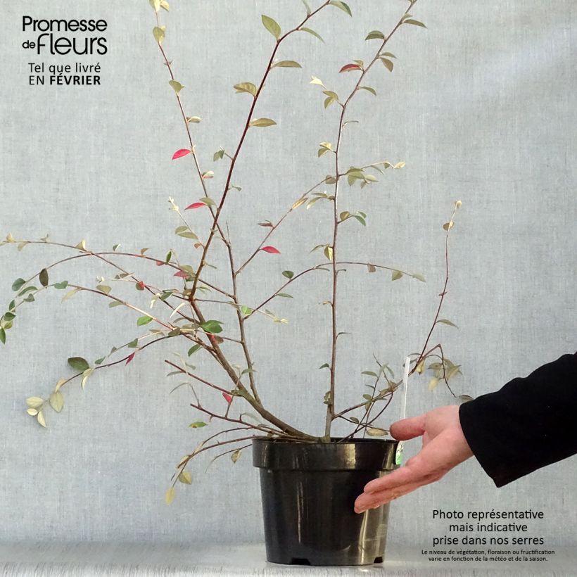 Exemplar von Cotoneaster franchetii - Zwergmispel Topf mit 2L/3L wie im Winter geliefert