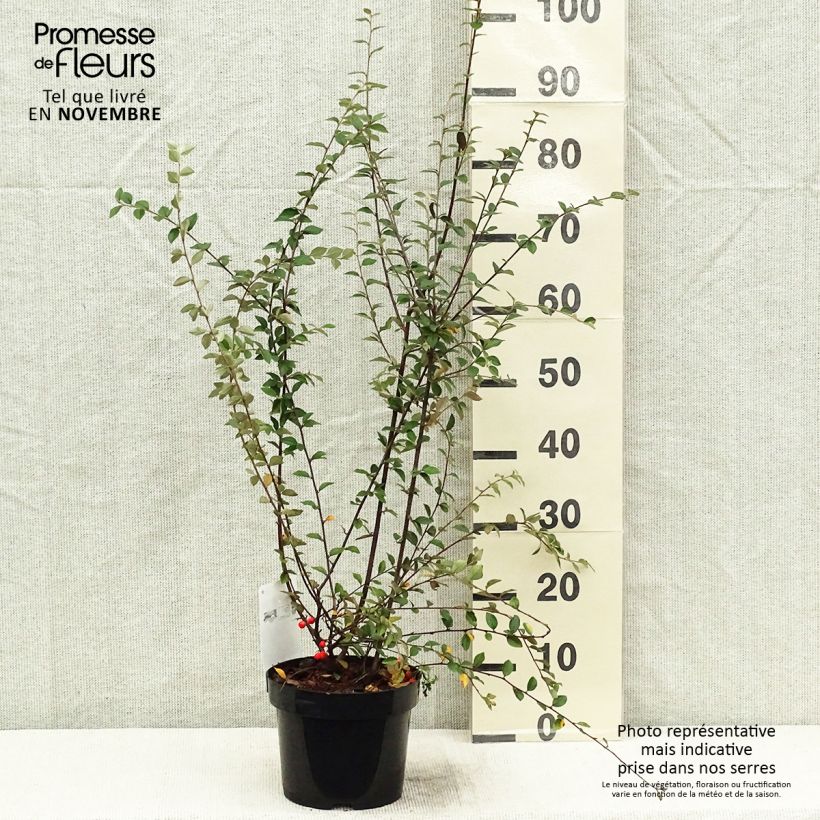 Example of Cotoneaster franchetii - Zwergmispel Topf mit 2L/3L as you get in automne