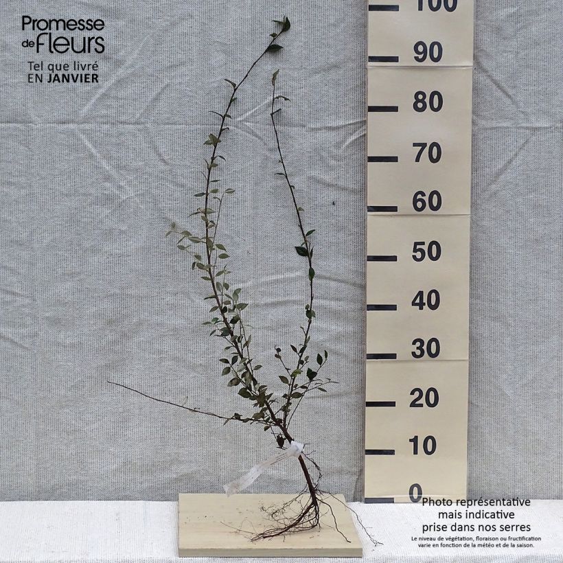 Example of Cotoneaster franchetii - Zwergmispel Wurzelnackt as you get in hiver
