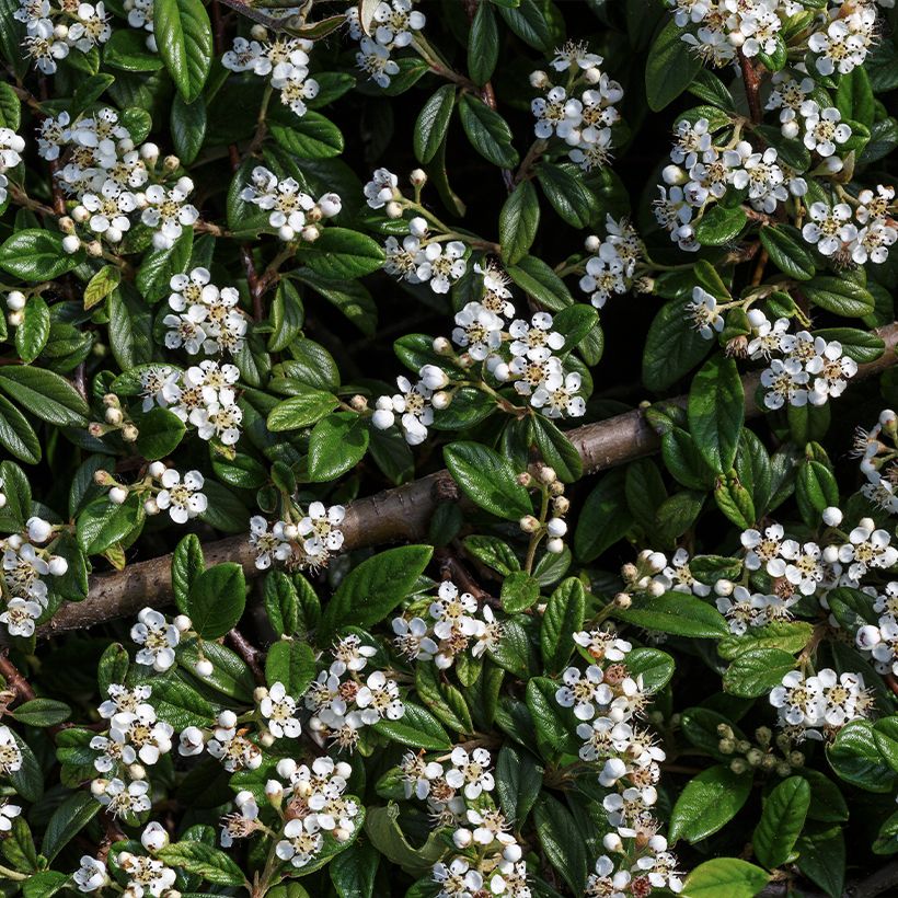Cotoneaster horizontalis - Zwergmispel (Flowering)