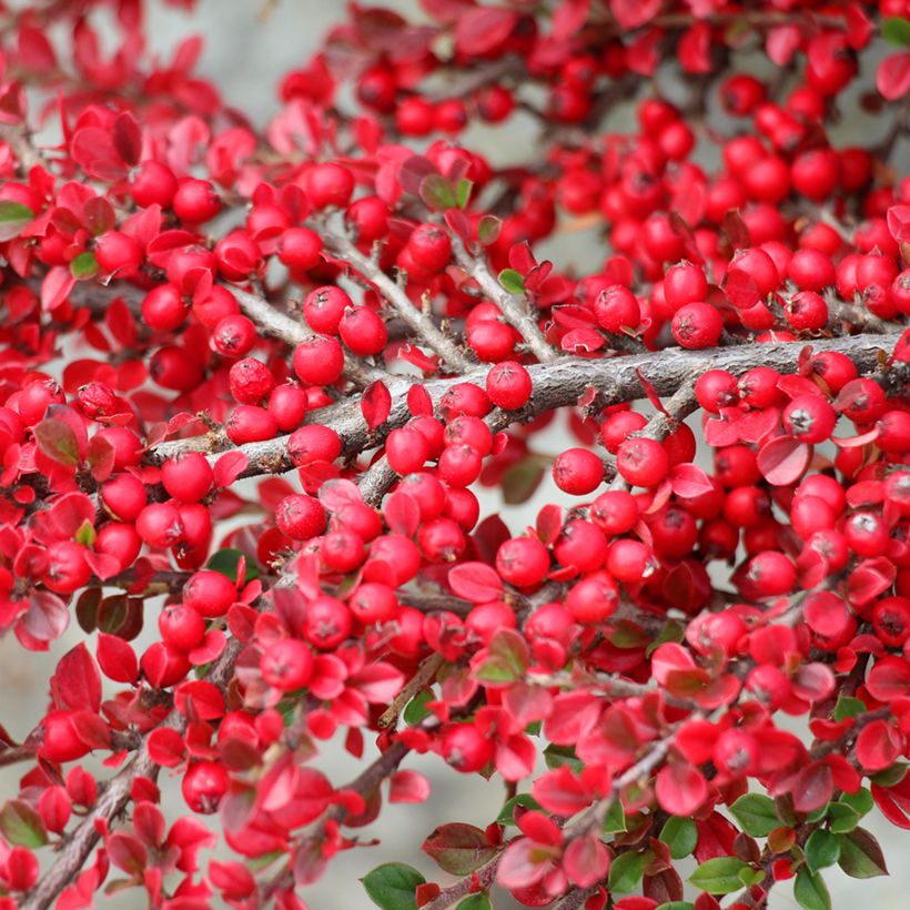 Cotoneaster horizontalis - Zwergmispel (Harvest)