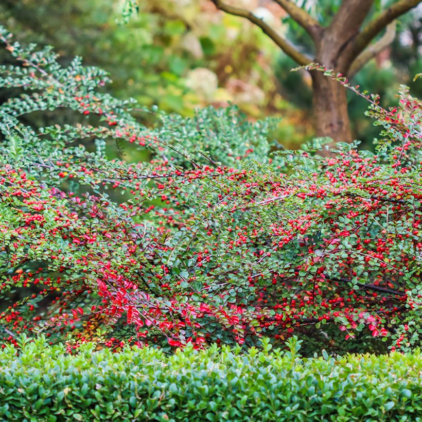 Cotoneaster horizontalis - Zwergmispel (Plant habit)