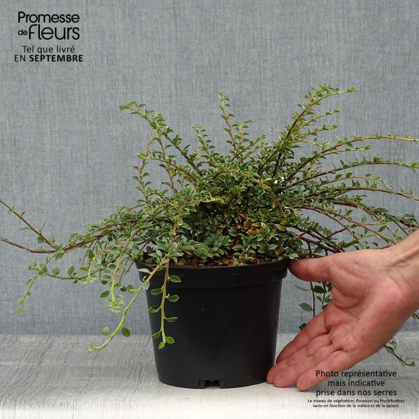 Example of Cotoneaster horizontalis Variegatus - Zwergmispel Topf mit 2L/3L as you get in automne