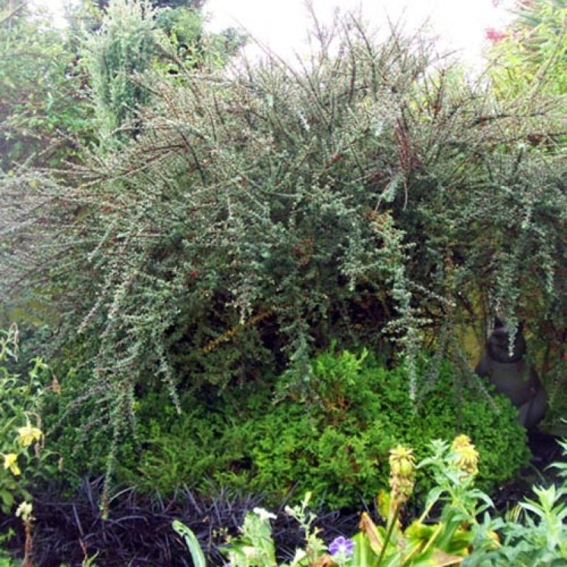 Cotoneaster integrifolius - Zwergmispel (Plant habit)
