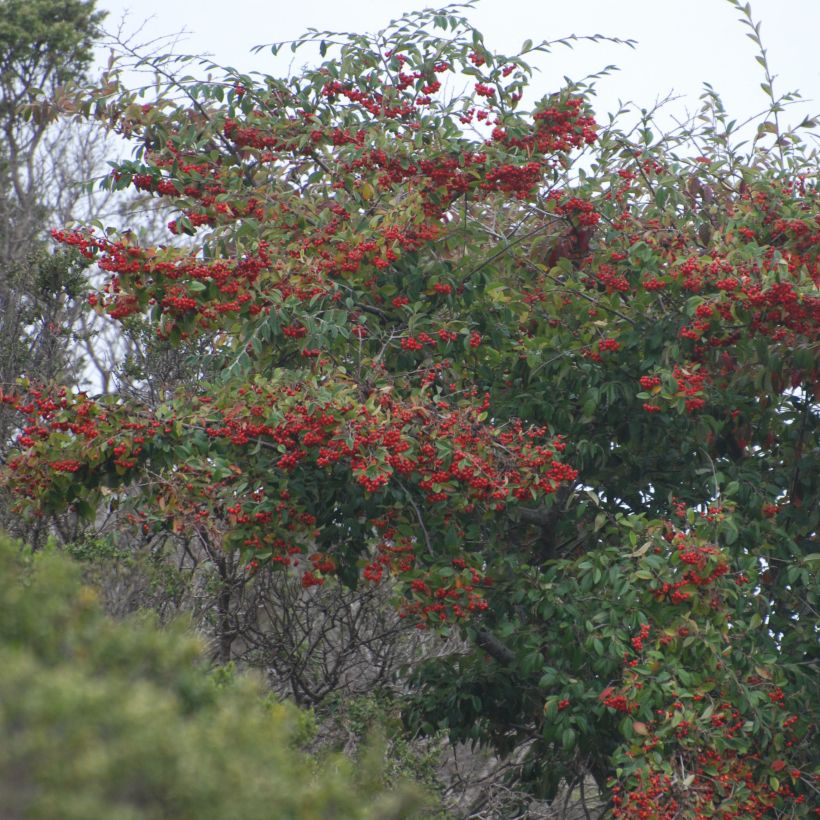 Cotoneaster lacteus - Zwergmispel (Plant habit)