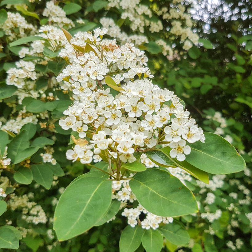 Cotoneaster lacteus - Zwergmispel (Flowering)