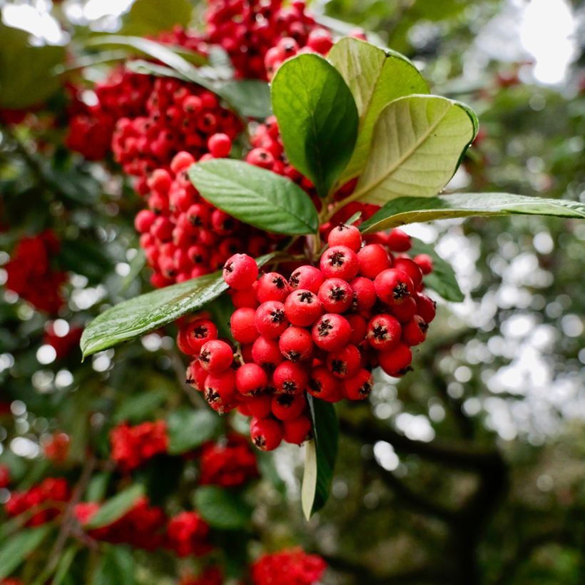Cotoneaster lacteus - Zwergmispel (Harvest)