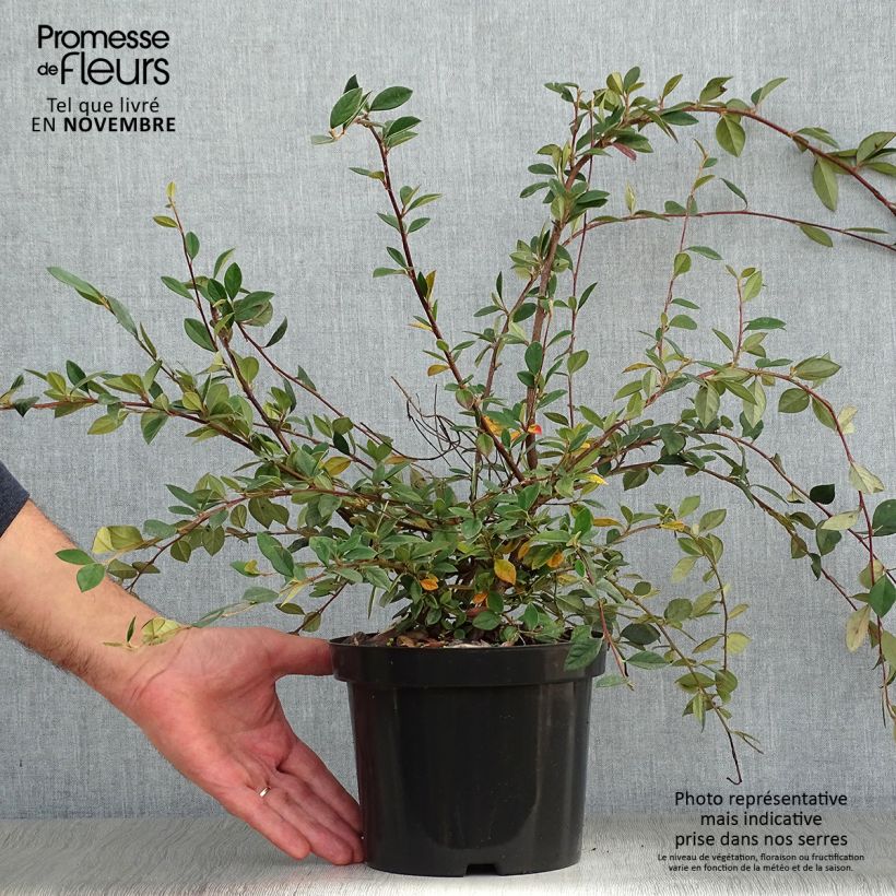 Example of Cotoneaster lacteus - Zwergmispel Topf mit 2L/3L as you get in automne
