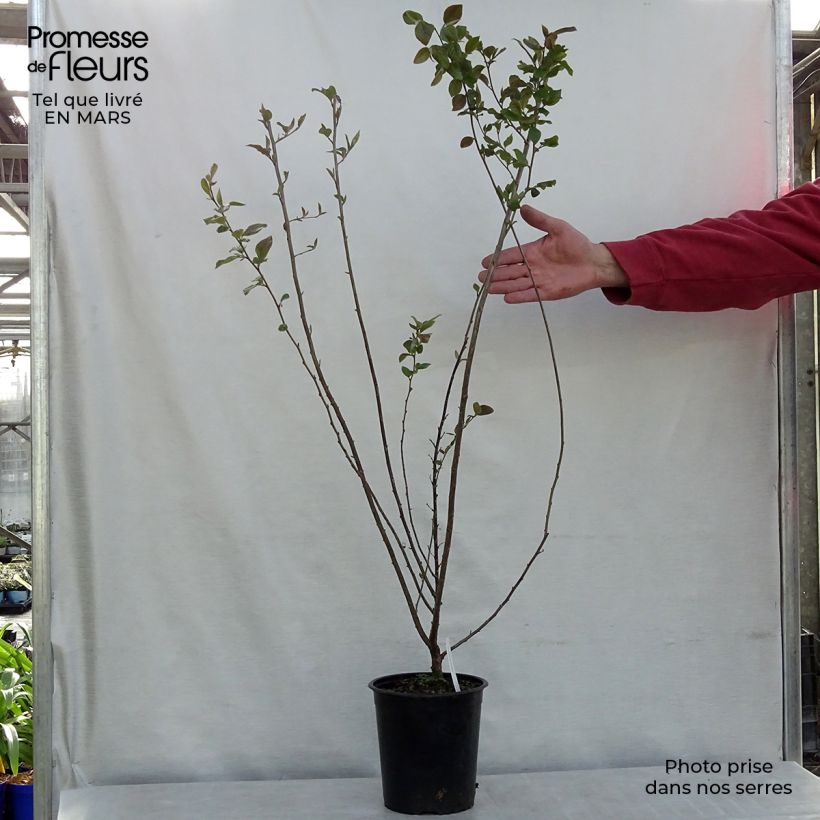 Exemplar von Cotoneaster lucidus - Zwergmispel Topf mit 2L/3L wie im Winter geliefert