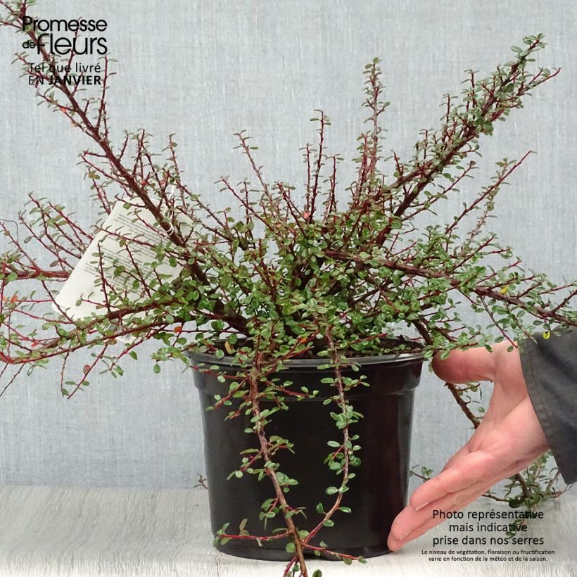 Exemplar von Cotoneaster microphyllus - Zwergmispel Topf mit 2L/3L wie im Winter geliefert