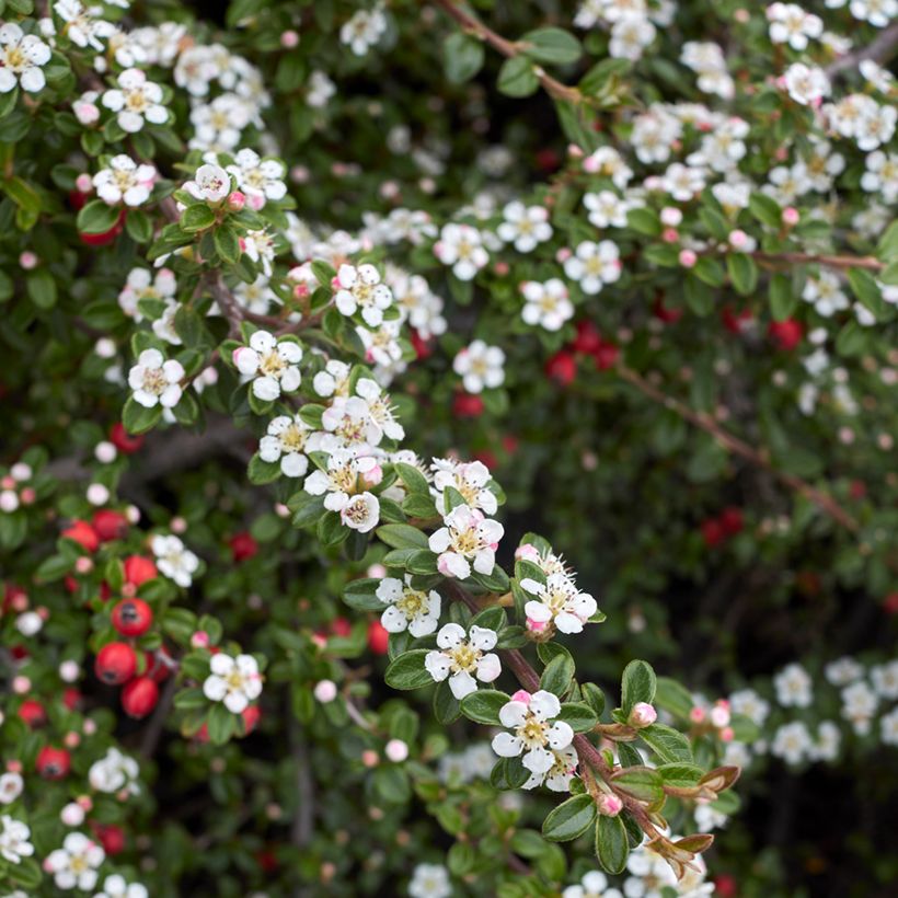 Cotoneaster microphyllus - Zwergmispel (Flowering)