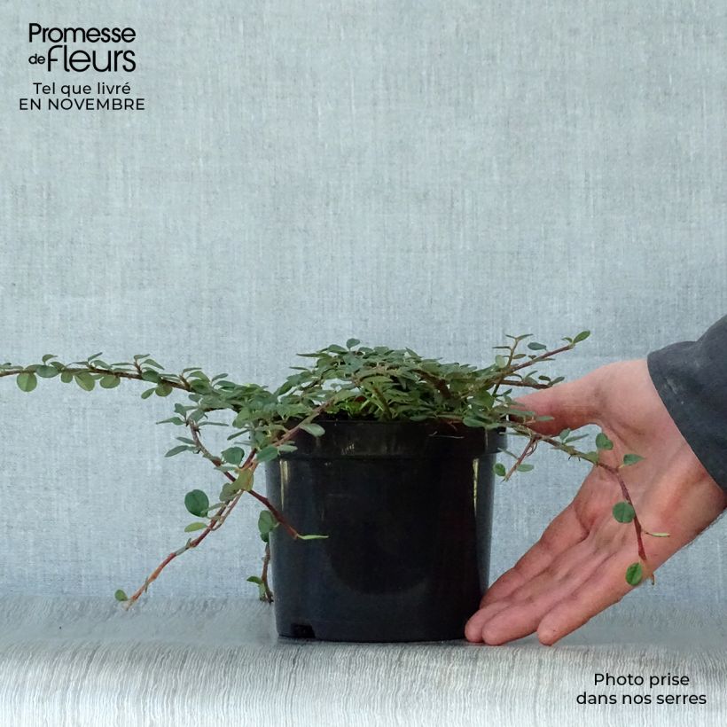 Example of Cotoneaster procumbens Queen of Carpets - Teppich-Zwergmispel Topf mit 1L/1,5L as you get in automne