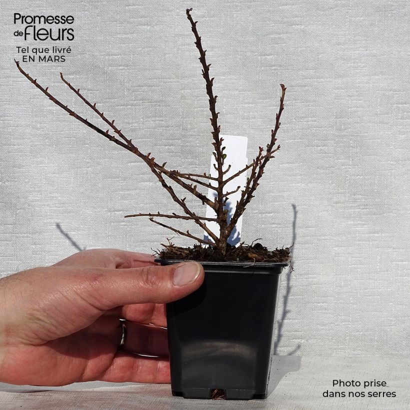 Exemplar von Cotoneaster procumbens Queen of Carpets - Teppich-Zwergmispel Kleine Töpfe von 8/9 cm wie im Frühjahr geliefert