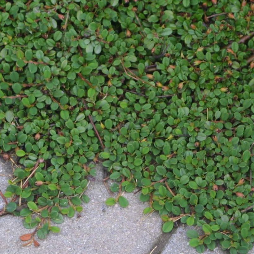 Cotoneaster procumbens Streibs Findling - Teppich-Zwergmispel (Plant habit)