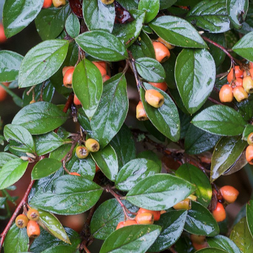 Cotoneaster simonsii - Zwergmispel (Foliage)