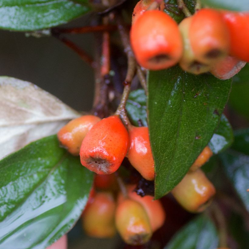 Cotoneaster simonsii - Zwergmispel (Harvest)