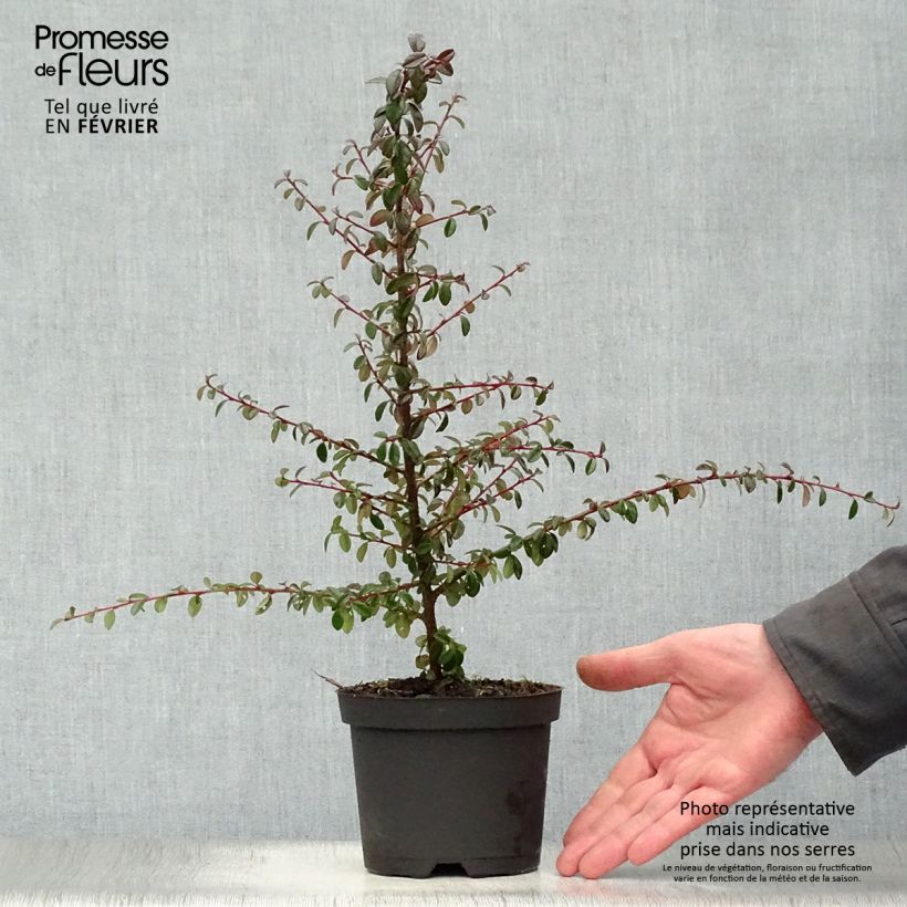 Exemplar von Cotoneaster suecicus Coral Beauty - Zwergmispel Topf mit 1L/1,5L wie im Winter geliefert