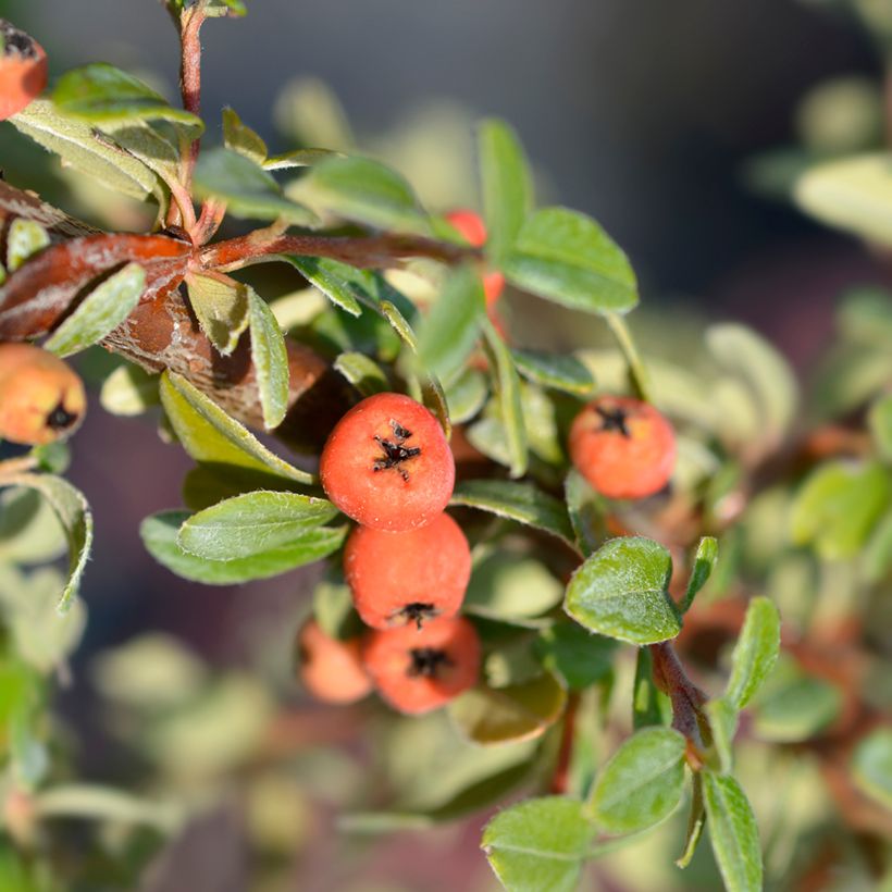 Cotoneaster suecicus Coral Beauty - Zwergmispel (Harvest)