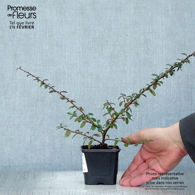 Exemplar von Cotoneaster suecicus Coral Beauty - Zwergmispel Kleine Töpfe von 8/9 cm wie im Winter geliefert