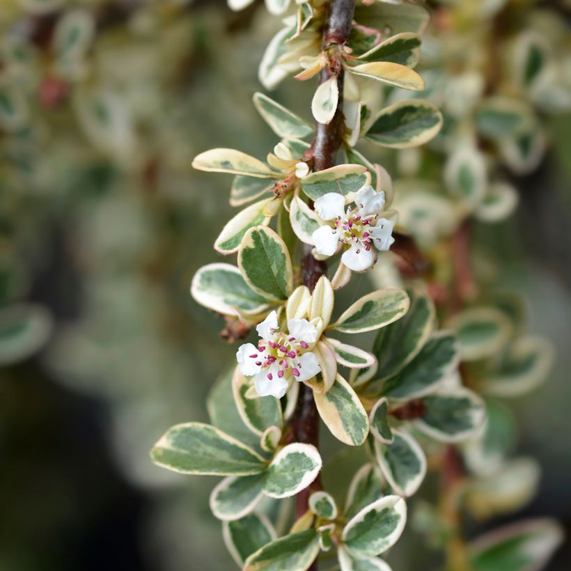 Cotoneaster suecicus Juliette - Zwergmispel (Flowering)