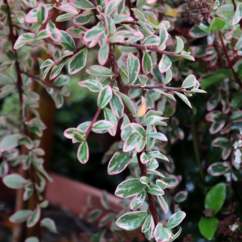 Cotoneaster suecicus Juliette - Zwergmispel (Foliage)