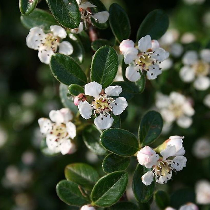 Cotoneaster dammeri Mooncreeper - Teppich-Zwergmispel (Flowering)