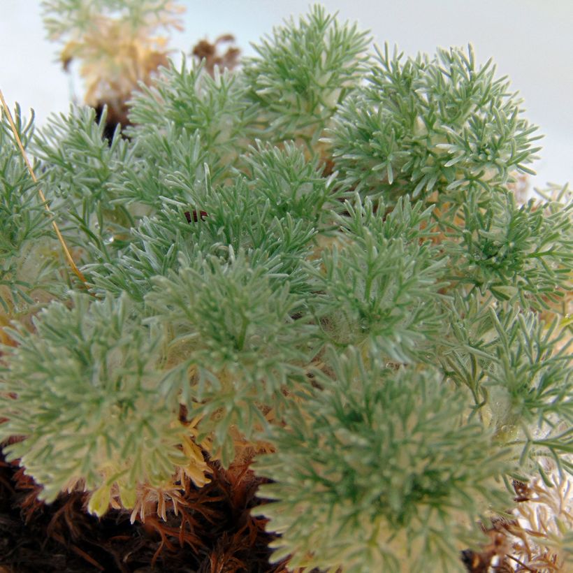 Cotula hispida - Laugenblume (Foliage)